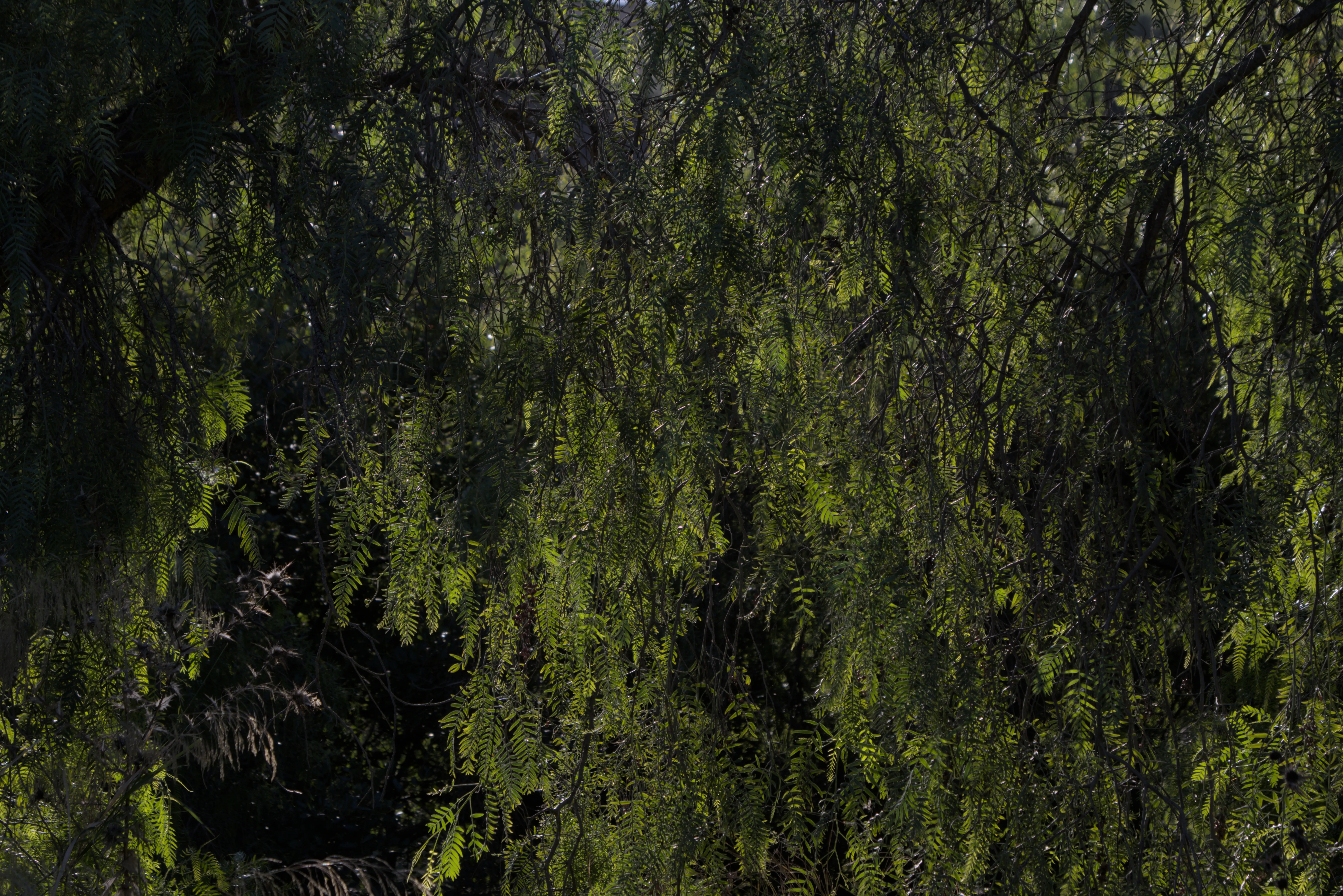 Tamron 28-300mm F3.5-6.3 (EF) - _I4A5929.webp